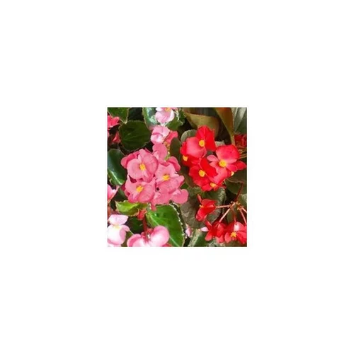 Jardin à découvrir:Bégonia Big - Le pot de 5 litres