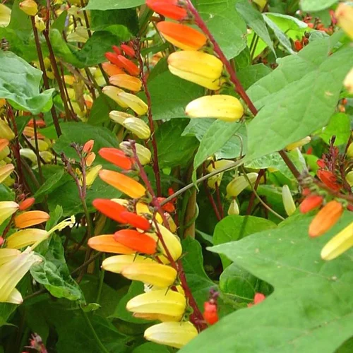 Qualité au jardin：Mina Lobata Tippi - Le pot de 1 litre