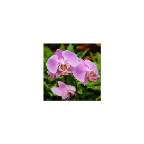 Pour transformer votre jardin：Orchidée Phalaenopsis 2 branches arceau. Pot 12 cm