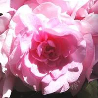 Esprit végétal:Impatiens à fleurs doubles - Le pot de 10.5 cm