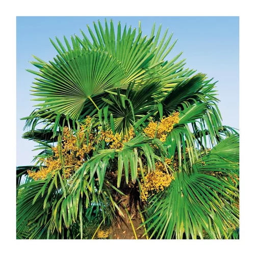 Solution jardin:Palmier de Chine - pot 90 L
