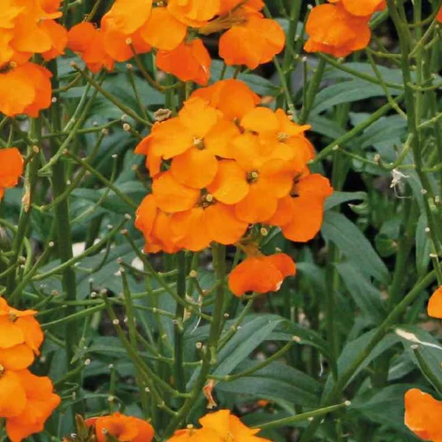 Déco pour le jardin：Giroflée orange - Le pot de 9 x 9 cm