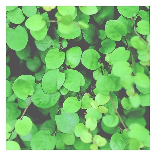 Jardin malin：Muehlenbeckia - La suspension diam 23 cm