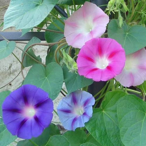 Parfait au jardin:Ipomée ou Volubilis à fleurs bleues - Le pot de 4,5 litres