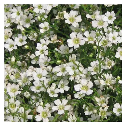 Facile dehors：Gypsophile nain blanc - Le pot de 9 x 9 cm