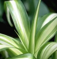 Jardin & maison：Chlorophytum - Le pot de 10.5 cm