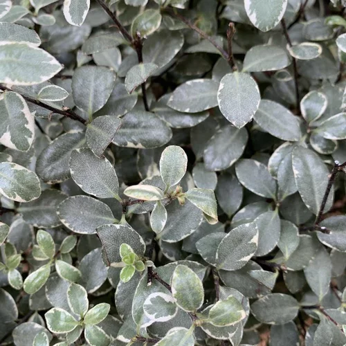 Nature facile：Pittosporum Tenuifolium variété Midget. Le pot de 15 litres