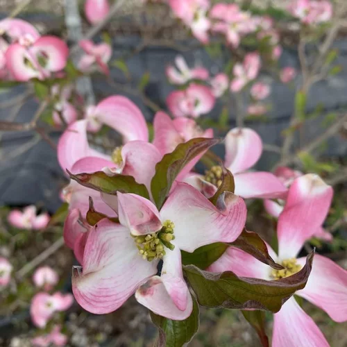 Jardin essentiel：Cornus Florida Cherokee Chief 60/80. Le pot de 7 litres