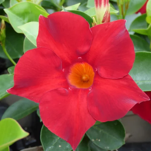 Jardin à aménager:Dipladenia Hybride Tricolore - Le pot de 1 litre