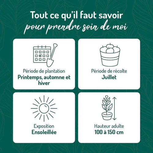 Jardin à embellir：Cassissier Andega Bio. Le pot de 5 litres