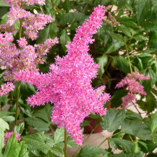 Jardin bien-être：Astilbe. Le pot de 2 litres