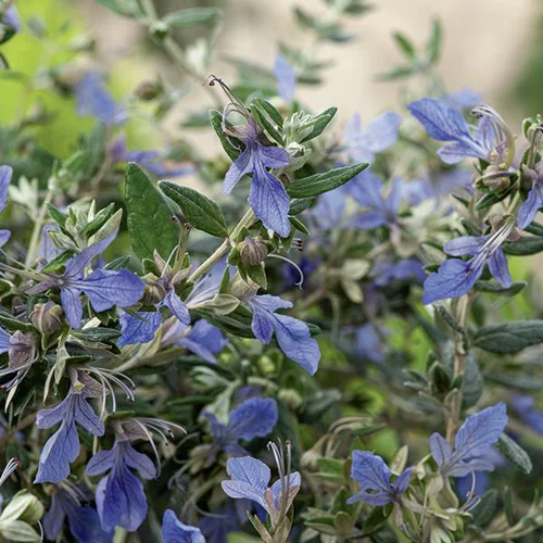 Pour vos besoins au jardin:Teucrium fruticans 'curaçao'. Le pot de 3 litres
