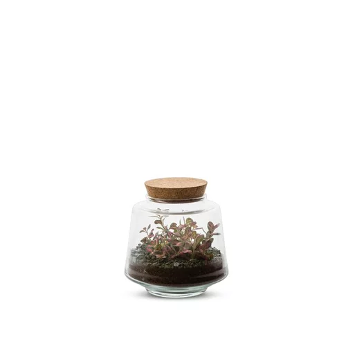 Pour vos extérieurs:Terrarium Bulle de Nature Izumi en verre transparent Naturalys taille M - Ø 13 x 13 cm