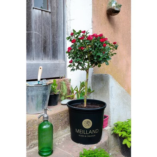 Jardin & loisirs:Rosier Zepeti® Meibenbino – C 6.4