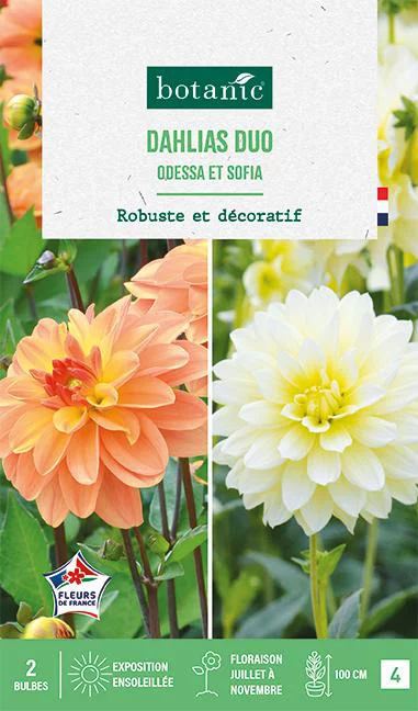 Les indispensables du jardin:Bulbes de fleurs duo de Dahlias buisson Odessa / Sophia botanic® - 2 bulbes
