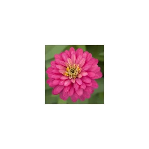 Sélection maison:Zinnia à grandes fleurs - Le pot de 5 litres