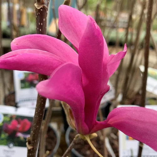 Bien utile au jardin:Magnolia Susan rose. Le pot de 9 litres