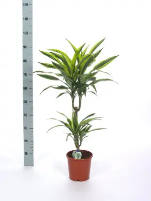 Adapté à l’extérieur:Dracaena Lemon Lime 2 pieds. Le pot de Ø 19 cm