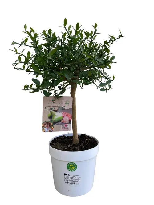 Pour les espaces verts:Citronnier caviar blanc 1/4 tige coloris jaune - 5 L