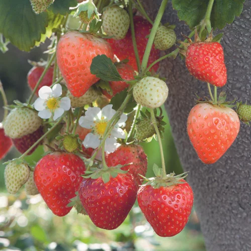 Pour transformer votre jardin:Fraisier 'Cijosée' Bio. La motte de 7x7 cm