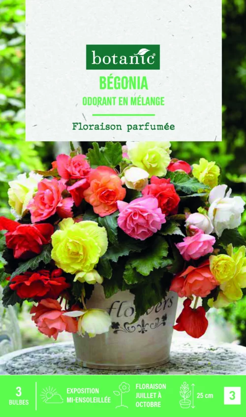 Jardin quotidien:Bulbes de fleurs Bégonia Odorata mix botanic® - 3 bulbes