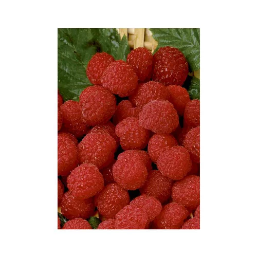 Pour profiter dehors:Framboisier Belle De Malicorne®. Le pot de 5 litres