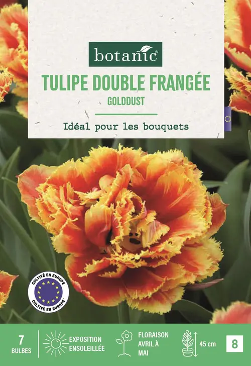 Extérieur pratique：Bulbes de fleurs Tulipe frangée double Goldust rouge et jaune botanic® - 7 bulbes