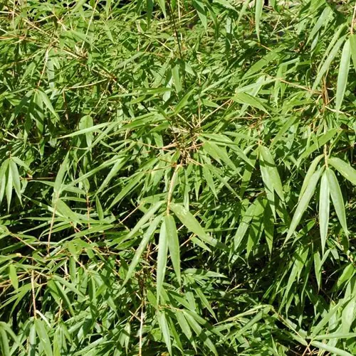 Pour vos extérieurs:Plante bambou Fargesia Formidable coloris vert