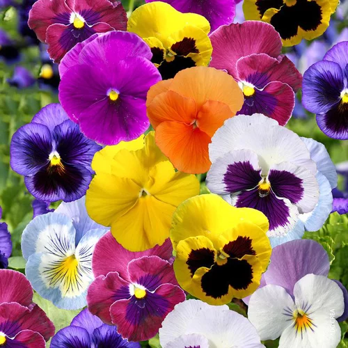Tendance au jardin:Pensée et Viola. La jardinière de 25 cm
