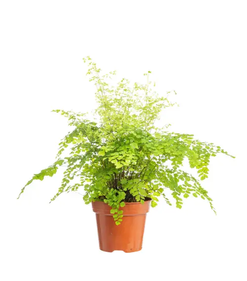 Jardin à adopter:Fougère capillaire (cheveux de Vénus) vert. Le pot Ø 14 cm