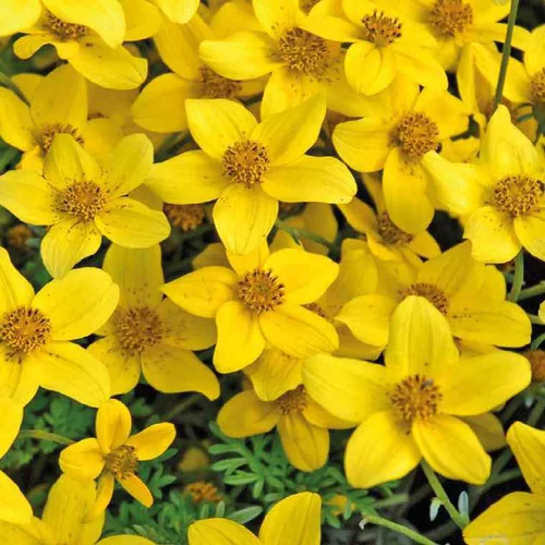 Jardin expert:Bidens Compact Grandes Fleurs - Le pot de 12 x 12 cm