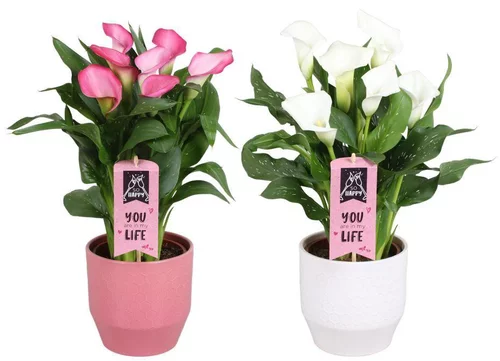 Pour votre extérieur:Calla vert avec cache pot en céramique. Le pot Ø 15 cm