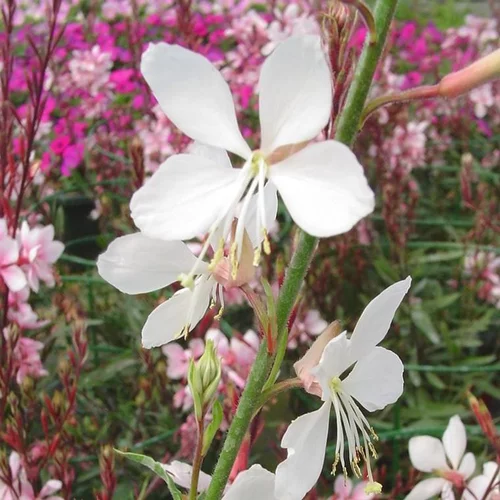 Nature pratique:Gaura à fleurs blanches - Le pot de 7,5 litres