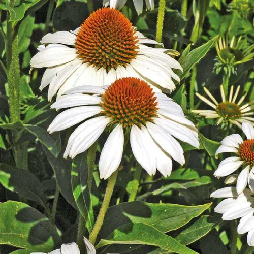 Pratique pour le jardin：Rudbéckia blanc - Le pot de 9 x 9 cm