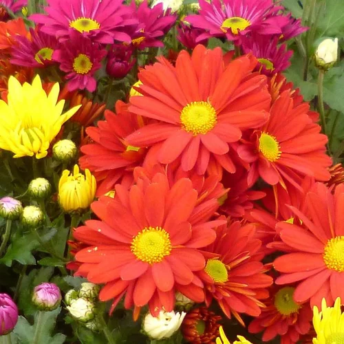 Jardin adapté:Mini chrysanthème ou marguerite d’automne - Le pot de Ø 9-12 cm