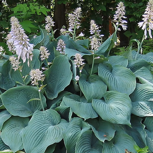 6 x Hosta 'Blue Angel' – godet 9cm x 9cm