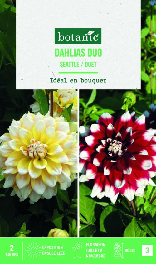 Plaisir dehors:Bulbes de fleurs duo de Dahlias décoratifs Seattle / Duet botanic® - 2 bulbes
