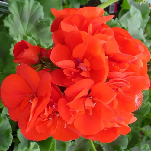 Pour votre quotidien：Géranium Zonal à fleurs multicolores - Le pot de 4,6 litres