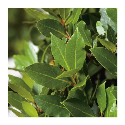 Jardin bien-être:Laurier Sauce - pot 3 L