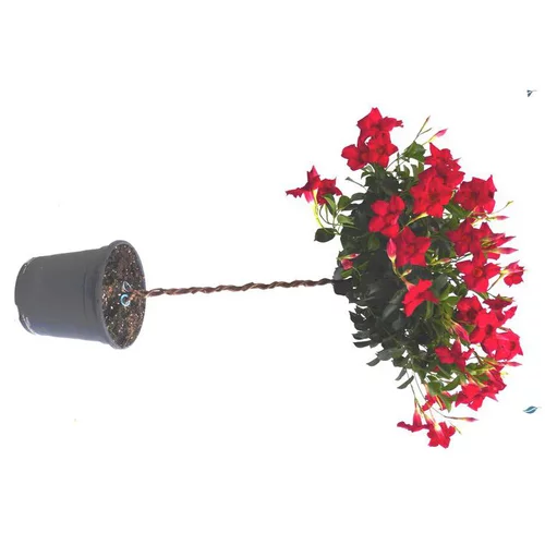 Pour votre espace vert：Dipladénia mini tige coloris variés. Le pot de 4 litres
