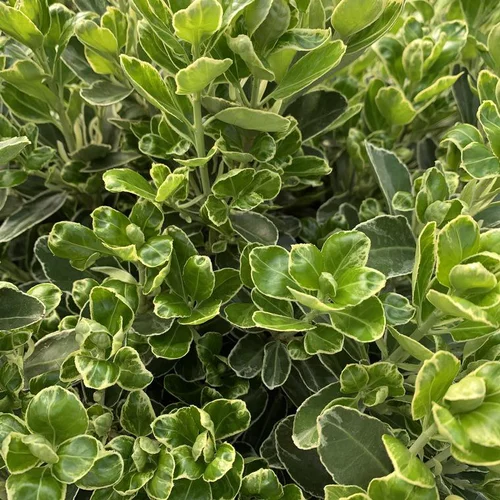 Bien pensé jardin：Fusain du Japon Compact vert. Le pot de 10 litres