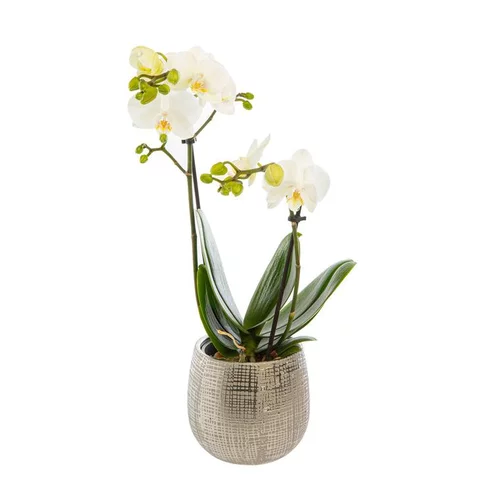 Une sélection pensée pour l’extérieur:Phalaenopsis 2 brins avec cache pot en céramique. Le pot Ø 12 cm