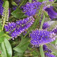 Une idée maline pour le jardin：Véronique verte - Le pot de 1 litre