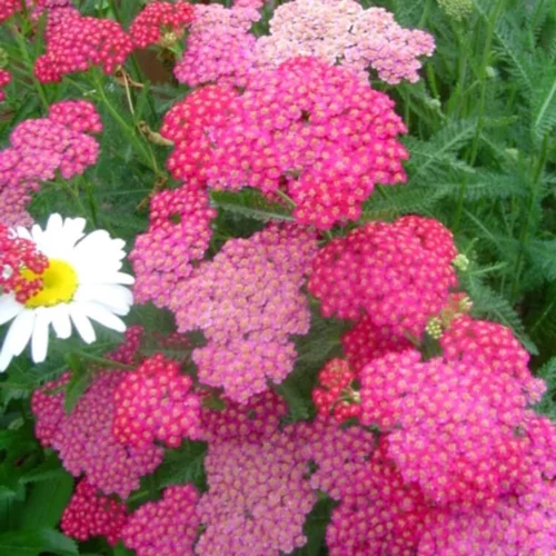 Pour simplifier le jardin:Achillée millefeuille Cerise Queen rose - Le pot de 9 x 9 cm