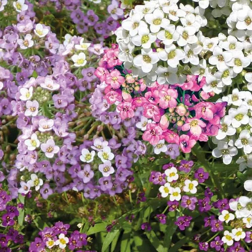 Ambiance jardin:Alysse odorant annuel (Corbeille d'argent) à fleurs blanches - Le pack de 4 plants