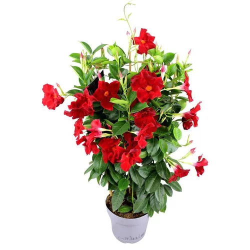Votre allié au jardin：Dipladénia Fushion California Espalier - Le pot de 1 litre