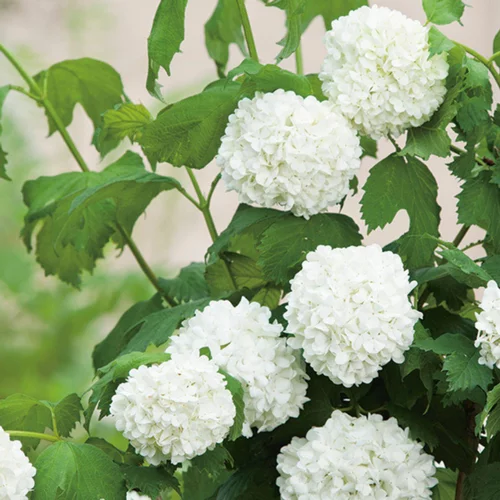 Jardin en extérieur:Viorne Boule de neige Roseum blanc. Le pot de 3 litres