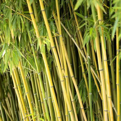 Jardin accessoire:Bambou phyllostachys humilis vert pot de 15L