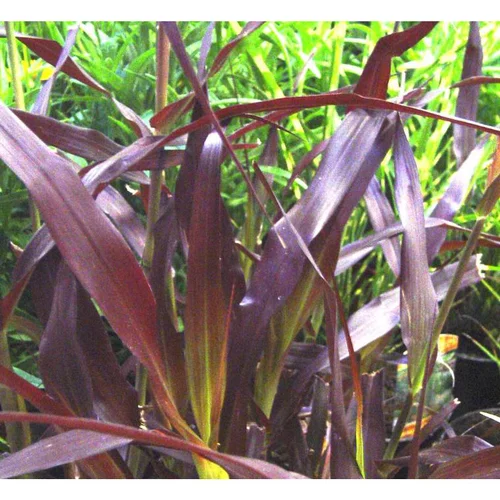 Essentiel extérieur：Pennisetum pourpre aux écouvillons - Le pot de 8,5 litres