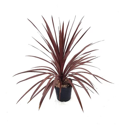 Pour votre confort en extérieur：Cordyline Australis Red Star touffe en pot de 3 L rouge